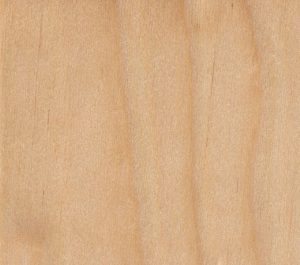 Yellow Birch