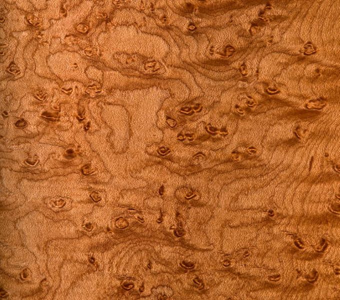 Sugar/Eastern Maple - Image 2